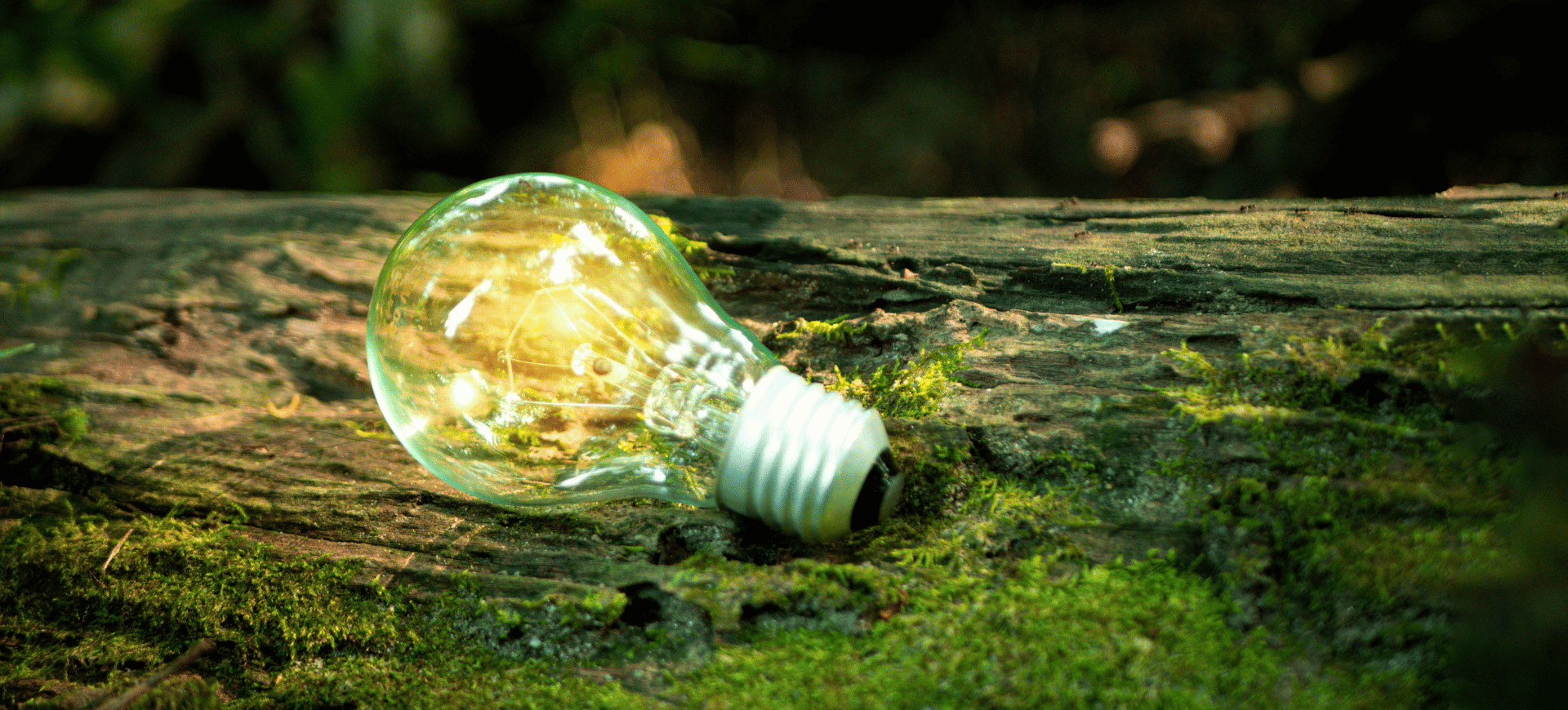 Glühbirne auf einem Baumstamm liegend um unsere Ideen zum Thema Nachhaltigkeit zu symbolisieren