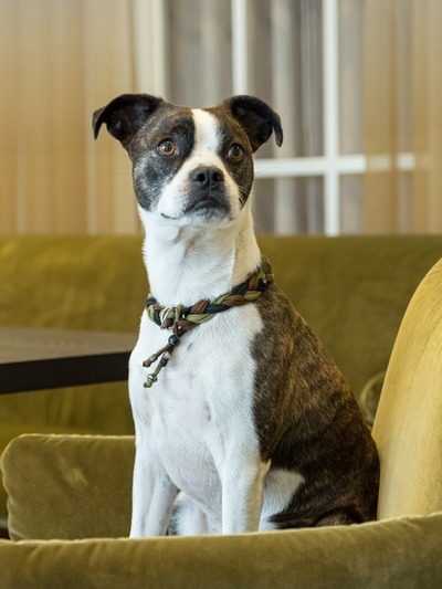 Rocket unser Bürohund